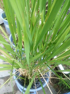 いねIMG_20160905_164319.jpg