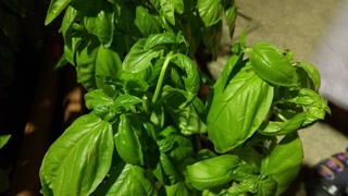 IMAG0893.jpg